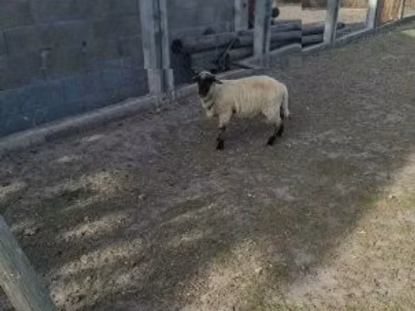 قوچ, White Suffolk sheep — مجارستان