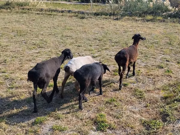 Ram, Schapen