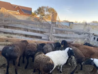 Koç, Hissar sheep — foto 1