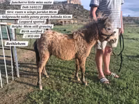 ঘোড়া, Miniature horse — ছবি 3