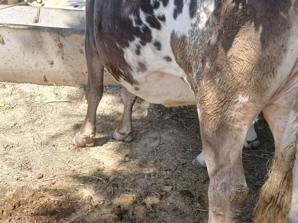 Cow, Alatau breed — Kyrgyzstan