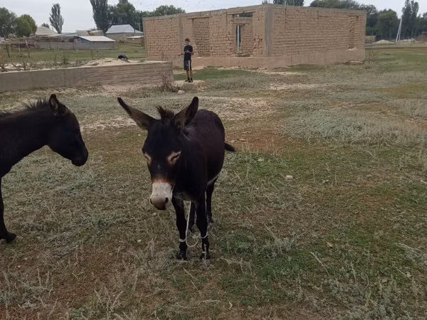 Horse (M), Horses — Kyrgyzstan