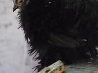 Pekinška bantam — fotografija 3
