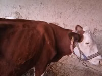 Krowa, Simmental cattle — zdjęcie 2