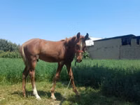 Mare, Horses — photo 2