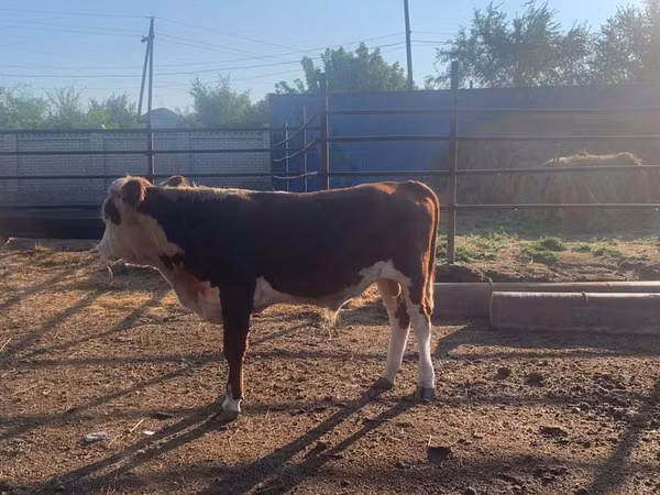 Tyre, Simmental cattle