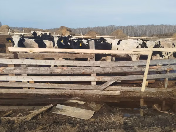 Cow, Cattle — Uzbekistan