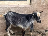 Kozy (partia, płeć nieokreślona), Nubian Goat — zdjęcie 4