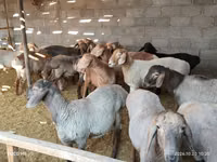 Ram, Sheep — photo 3