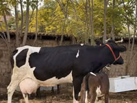 Vacă, Russian Black pied cattle — foto 1