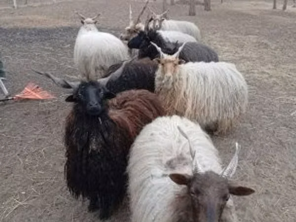 قوچ, Racka sheep — مجارستان
