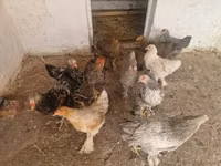 براهما — الصورة 1