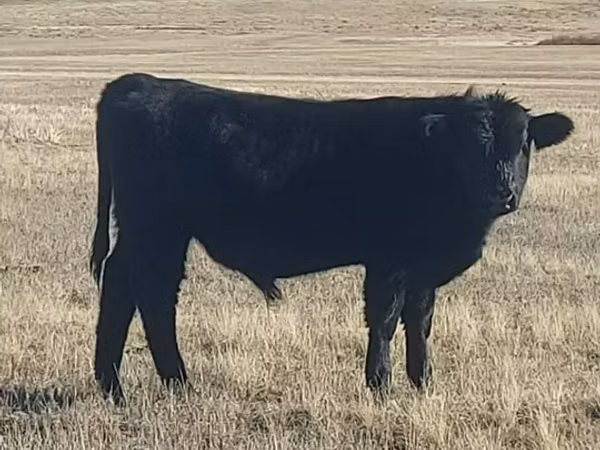 Bulle, Aberdeen-Angus