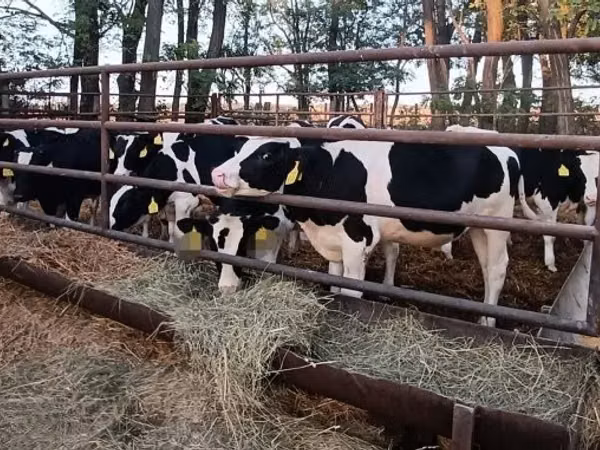 Bull, Holstein breed