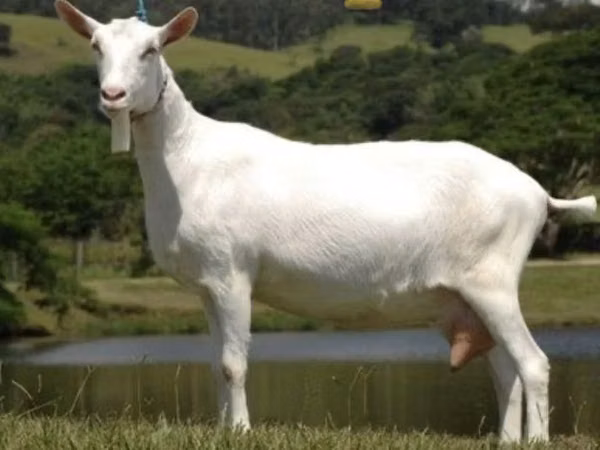 Goat, Saanen goat