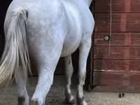 Horse (M), Horses — photo 5