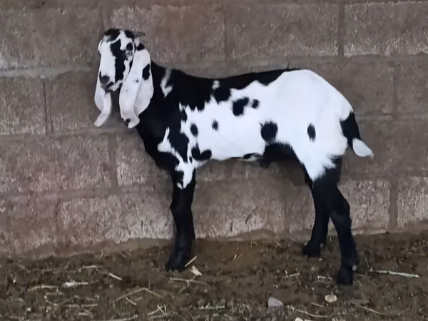 Billy Goat, Goats — Kyrgyzstan