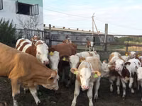 วัวตัวผู้, Simmental cattle — รูปภาพ 3