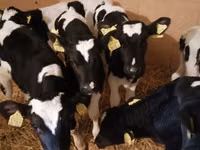 Bik, Simmental cattle — fotografija 4