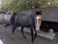 Ngựa đực, Kazakh horse — ảnh 5