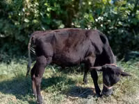 Toro, Bovini — foto 1