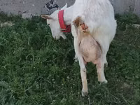 بز ماده, Nubian Goat — عکس 2