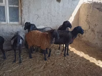 Sheep, Sheep — photo 1