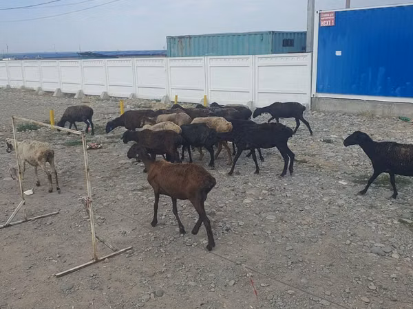 Koyun, Tian-Shan semifinewool sheep