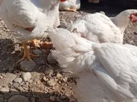 Chickens — Foto 1
