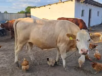 Toro, Simmental cattle — foto 1
