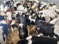 سانڈ, Russian Black pied cattle — تصویر 4