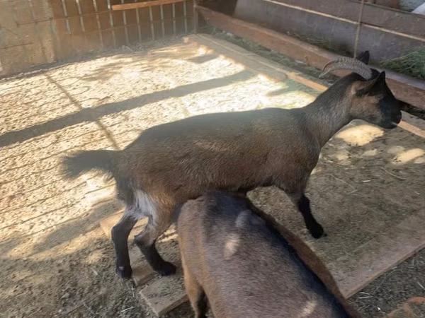 Echki, Czech Brown Shorthaired goats