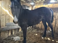 Mare, Horses — photo 3