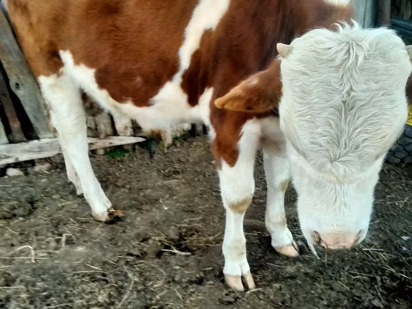 Cow, Simmental cattle — Kazakhstan