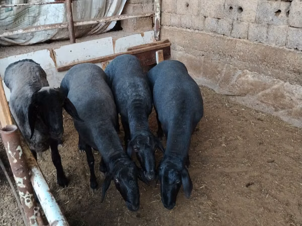 Ram, Rhon sheep
