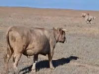 雄牛, Swiss cattle — 写真 3