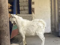 Goat, Saanen goat — photo 3