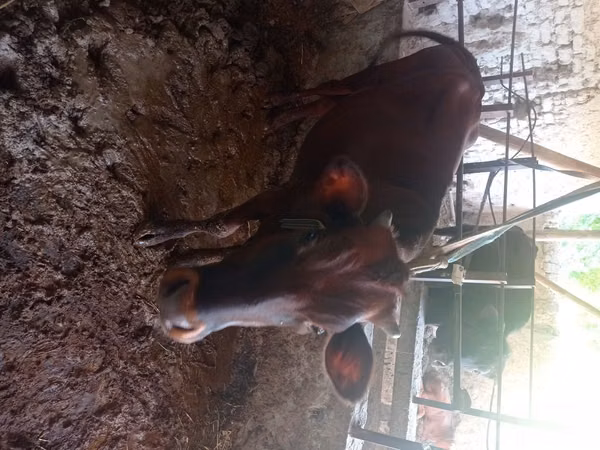 Cow, Cattle — Uzbekistan