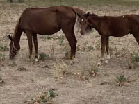 Yegua, Caballos — foto 2