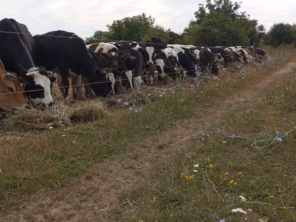 Bull, Cattle — Moldova