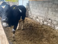 Buğa, Russian Black pied cattle — foto 5