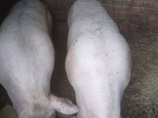 Sow, Pigs — Moldova