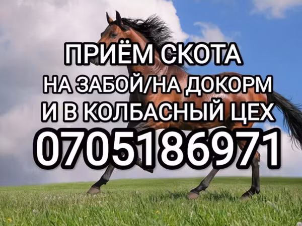 Horse (M), Horses — Kyrgyzstan
