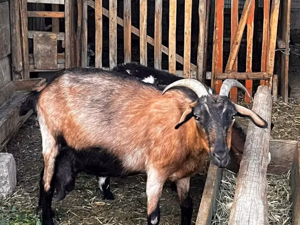 Goat, Alpine goat
