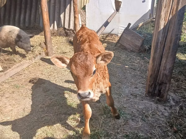 Cow, Jersey breed — Moldova