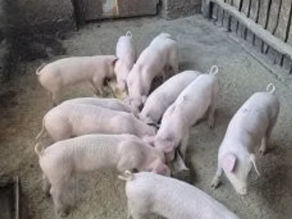 Pigs (batch, sex not specified), 