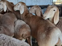 ভেড়ার পাঁঠা, Arashan sheep — ছবি 2