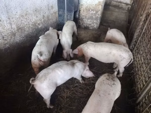 Boar, 