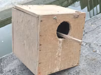 Taxta quş yuvası/kutubçası - Material: Sərt kontrplak/taxta - Forma — φωτογραφία 2