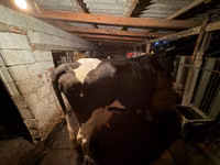 Krowa, Russian Black pied cattle — zdjęcie 2